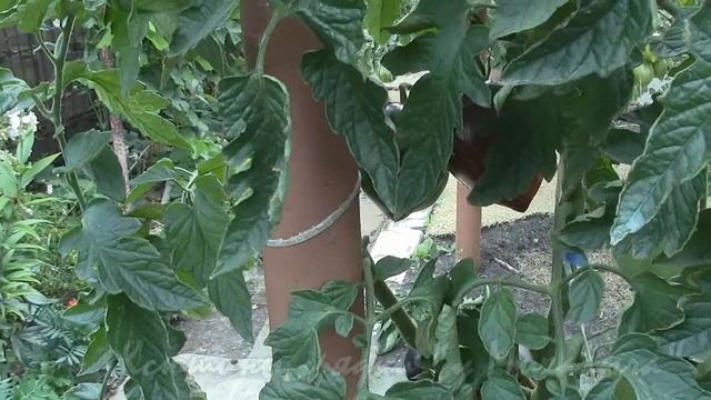 О сортах томатов ГАРГАМЕЛЬ