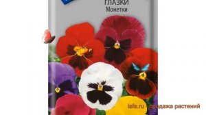 Анютины глазки обыкновенная Монетки (monetki) ? обзор: как сажать, семена анютины глазки Монетки