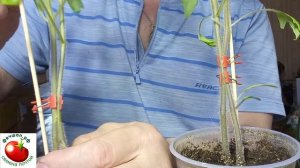 Прививаем помидоры метод аблактировка.mp4