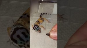 Кормление малыша эублефара.