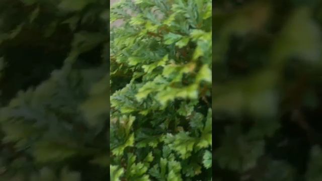 my healthy selaginella