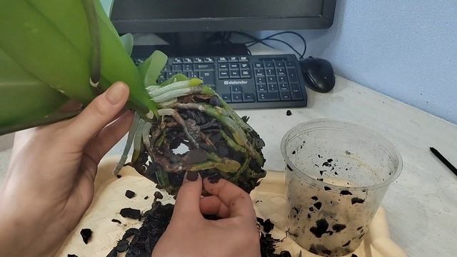 Качественный грунт- ЗАЛОГ успешной адаптации орхидеи. Пересадка и полив орхидей. смотреть онлайн