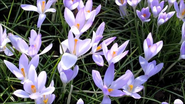 Пасхальная корзина/Что положить для здоровья, богатства и процветания! смотреть онлайн