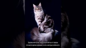 Мейн-кун — описание породы котов и кошек