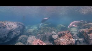 Подводные чудеса Японского моря