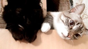 А надо ли котам говорить с людьми?