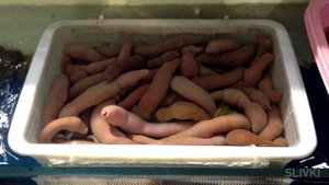 САМЫЕ ЖУТКИЕ МОРСКИЕ МОНСТРЫ