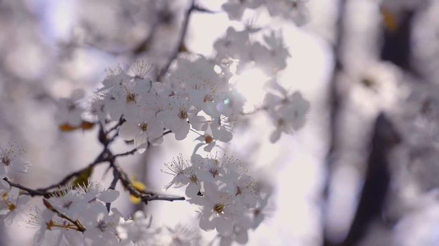 23 апреля 2022 Великая Страстная Суббота. Приметы. смотреть онлайн