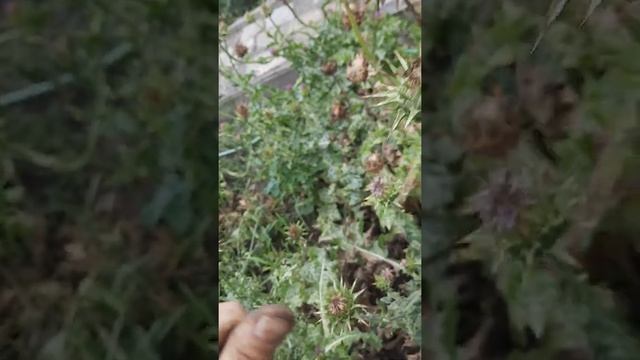 Выращевание расторопши , как понять что она вызрела, мой первый опыт