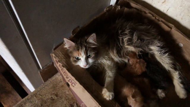 Волонтёрские приюты для животных Как  выживают в России.Спасение бездомных животных.