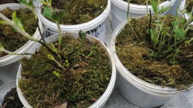 Достаю крупнолистные гортензии из подвала. смотреть онлайн