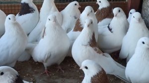 Гривуны Ижевские