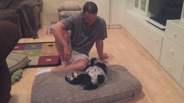 Why To Get An English Cocker Spaniel смотреть онлайн