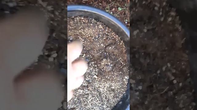 ЗАГОТАВЛИВАЕМ ГРУНТ ДЛЯ РАССАДЫ ОСЕНЬЮ смотреть онлайн