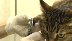 обрезка когтей кошке