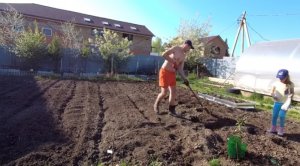 А у нас лето и семейная посадка картофеля / Коптим скумбрию