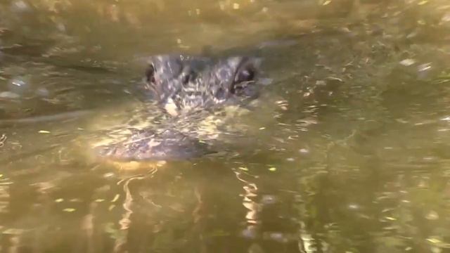 Top 5 Scary Crocodile Encounters You Should Avoid Watching смотреть онлайн