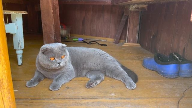 Почему коты умываются – 4 основные причины из-за которых кошки вылизываются