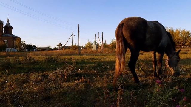 КАК МЫ ЛОШАДЬ ПОКУПАЛИ...КОБЫЛА С БОЙНИ И НАШИ ПЕРВЫЕ ЛОШАДИ.