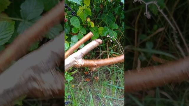 Собираем еживики, помогает Палочка -выручалочка ! смотреть онлайн