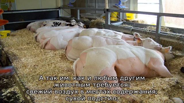 Бельгийская голубая корова