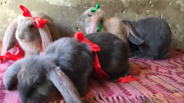 Французские бараны (Буйнакск) смотреть онлайн