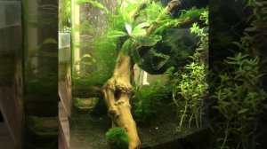 Аквариум куб 20 л с корягой