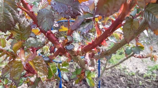 Обзор плетистых роз и шрабов,распушились они,и розочка Кордана 1мая 2021 года смотреть онлайн