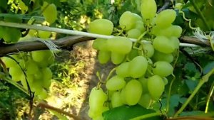 Обзор сорта винограда. Долгожданный. Август