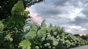 В плену гортензий.Начало цветения метельчатых гортензий в моем саду.