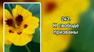 Гимны надежды 243 К свободе призваны (-)