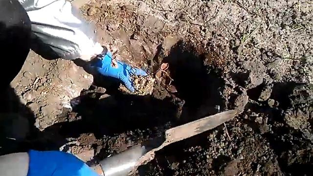 Посадка ежевики, часть 2 смотреть онлайн