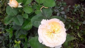 Роза джульет.18.07.22