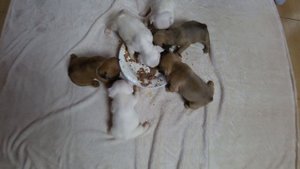 Первый прикорм щенков/ Французский Бульдог/ First lure puppies/ Frenchbulldog