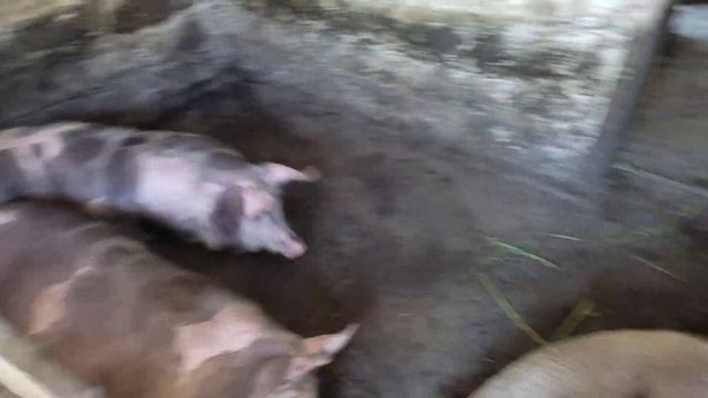 Рыжие Поросята Уехали к Новым Хозяевам//Дюрок+Петрен//Пропаренный Фундамент смотреть онлайн