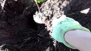 Посадка саженца винограда без заглубления. Эксперимент.