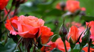 🌹С Днем Женского Счастья! Прекрасные розы для Вас, любимые женщины! Счастья, любви и красоты!