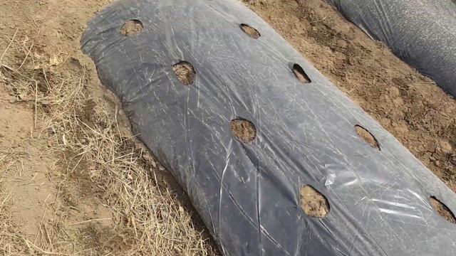 Как я делаю отверстия на мульче - черная пленка. смотреть онлайн