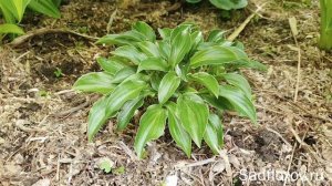 Карликовая хоста Айс Кьюб (Ice Cube) в моем саду