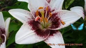 Лилия азиатская (lilium asiatic white pixels) ? азиатская лилия обзор: как сажать, луковицы лилии
