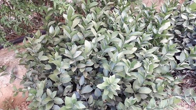 Israeli Ruscus - grow & care (Butcher’s-broom) смотреть онлайн
