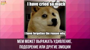 Как собака-мем стала криптовалютой