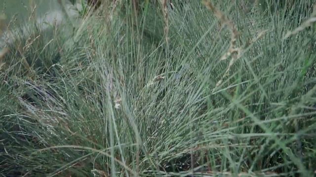 Какие растения можно посадить группами на дачном участке? Рассказывает ландшафтный дизайнер смотреть онлайн