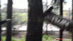 Как работают Арбористы