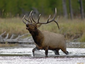 Поведение марала во время гона .mp4