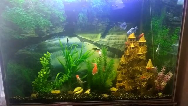 Рыбки в аквариуме, рыба, аквариум, красивая рыба. смотреть онлайн