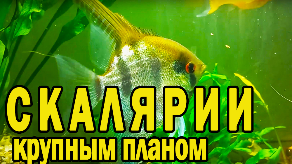 Скалярии