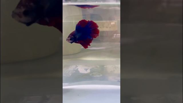 Мой Петушок в ожидании нового домика😊 #аквариум #аквариумистика #betta #рыбкапетушок #bettafish смотреть онлайн