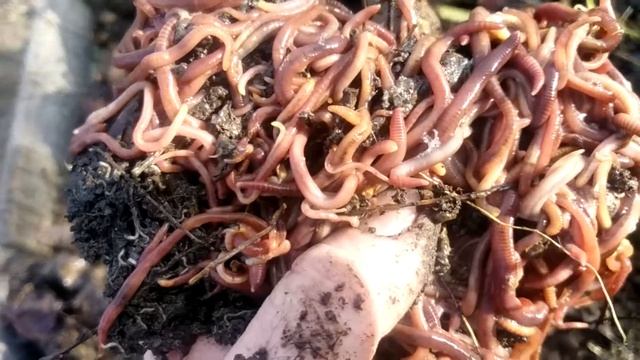 после зимы калифорнийские черви снова удивляют смотреть онлайн