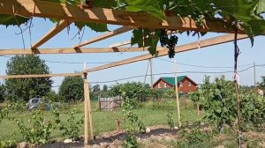 Виноград Саперави июль в Ленинградской области